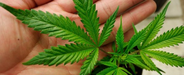 Appeals Court Tells DOJ To Stop Spending Money Prosecuting Medical Marijuana
